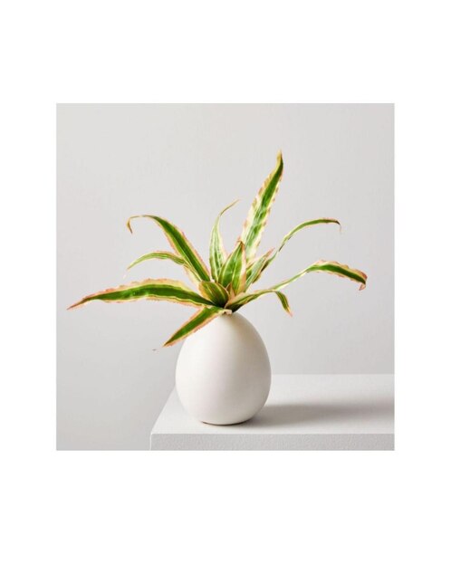 Flor Decorativa Asplenium Trudellii