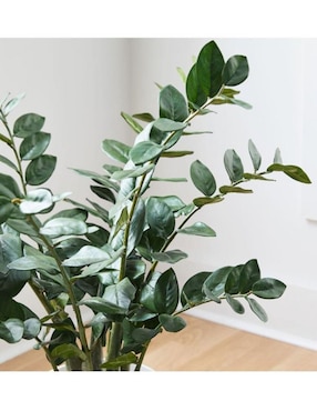 Ficus artificial