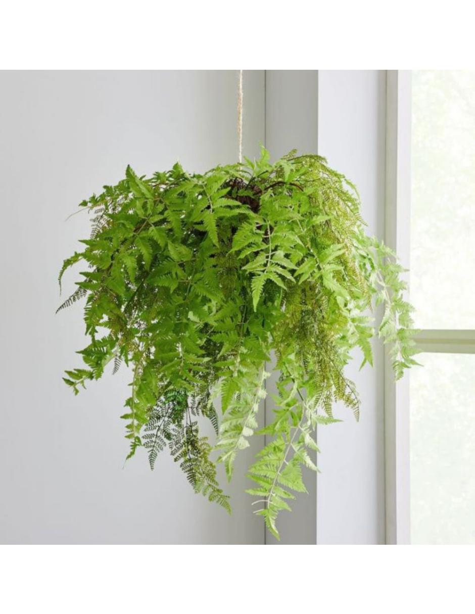 Planta Faux Fur Monstera Verde En West Elm