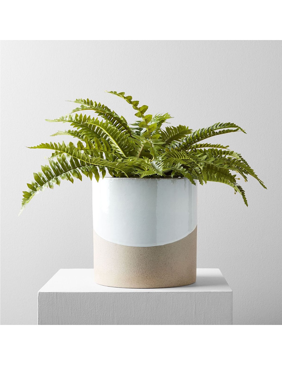 Helecho decorativa Botanical Potted 1