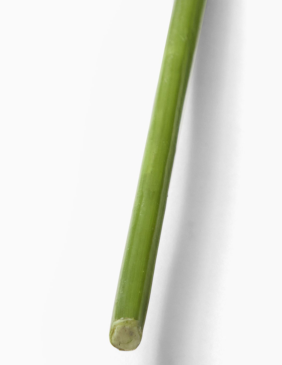Daucus Carota decorativa Faux Branch 3